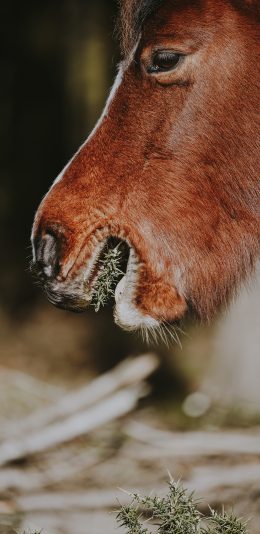 [2436x1125]棕马 进食 食草 面部特写 苹果手机壁纸图片