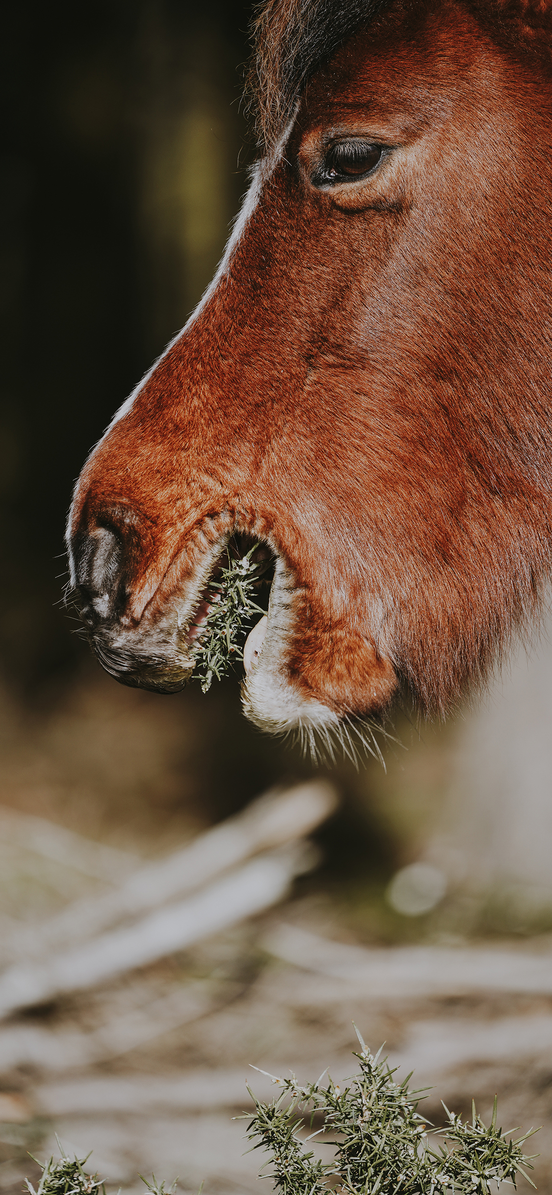 [2436×1125]棕马 进食 食草 面部特写 苹果手机壁纸图片