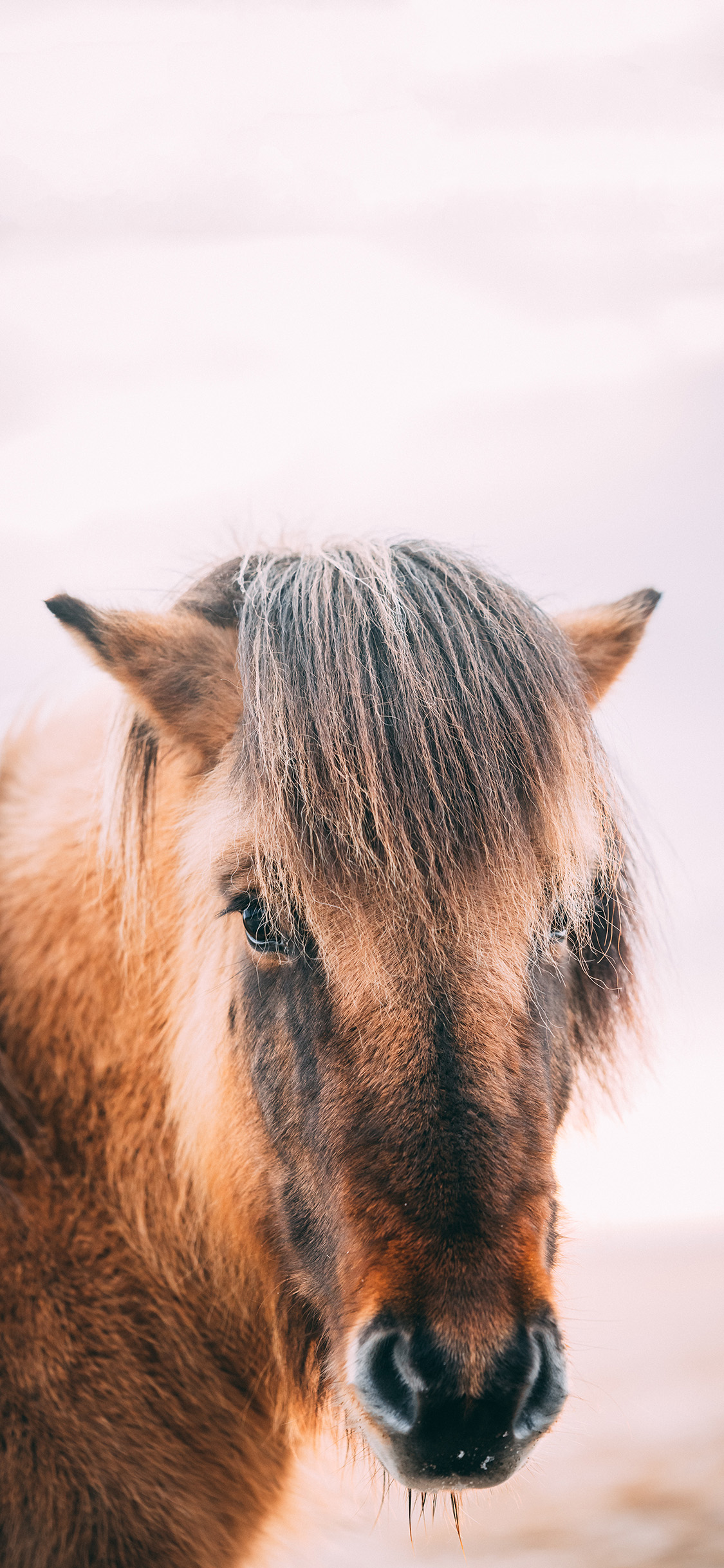 [2436×1125]棕马 马匹 刘海 奔跑 代步 苹果手机壁纸图片