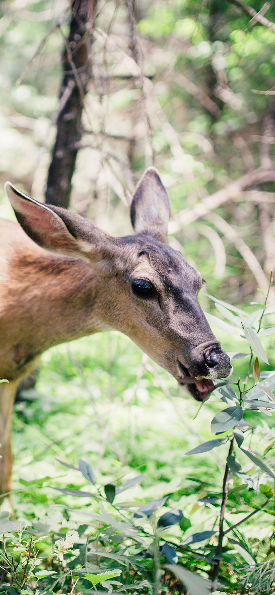 [2436×1125]森林 小鹿 觅食 树叶 苹果手机壁纸图片