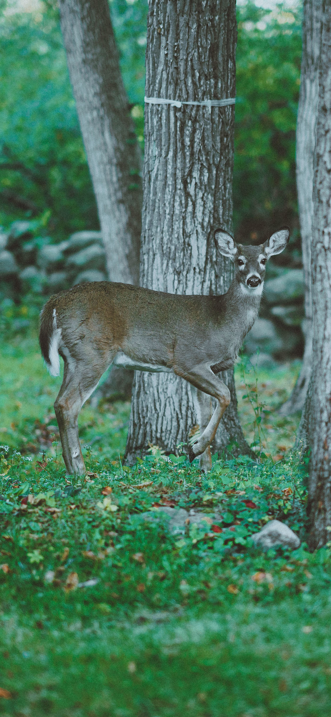 [2436×1125]森林 树木 林中小鹿 苹果手机壁纸图片