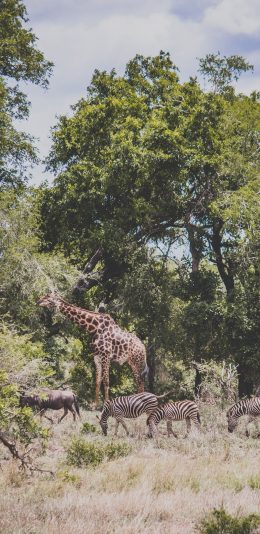 [2436x1125]森林 树林 丛林 斑马 长颈鹿 苹果手机壁纸图片