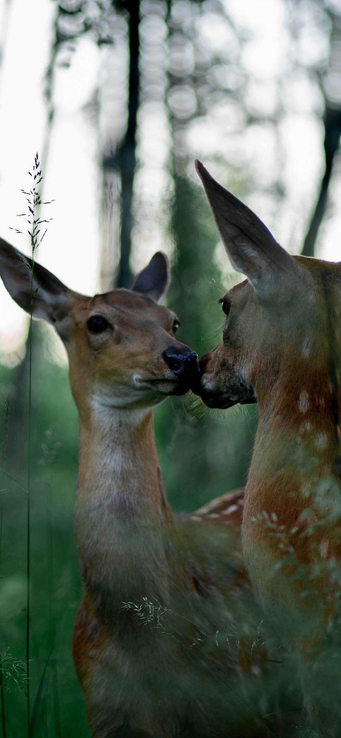 [2436×1125]森林 草丛 小鹿 梅花鹿 苹果手机壁纸图片