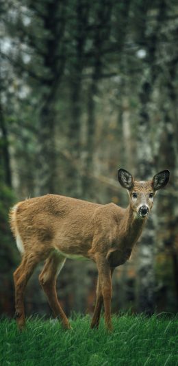 [2436x1125]森林 草地 野生 小鹿 苹果手机壁纸图片