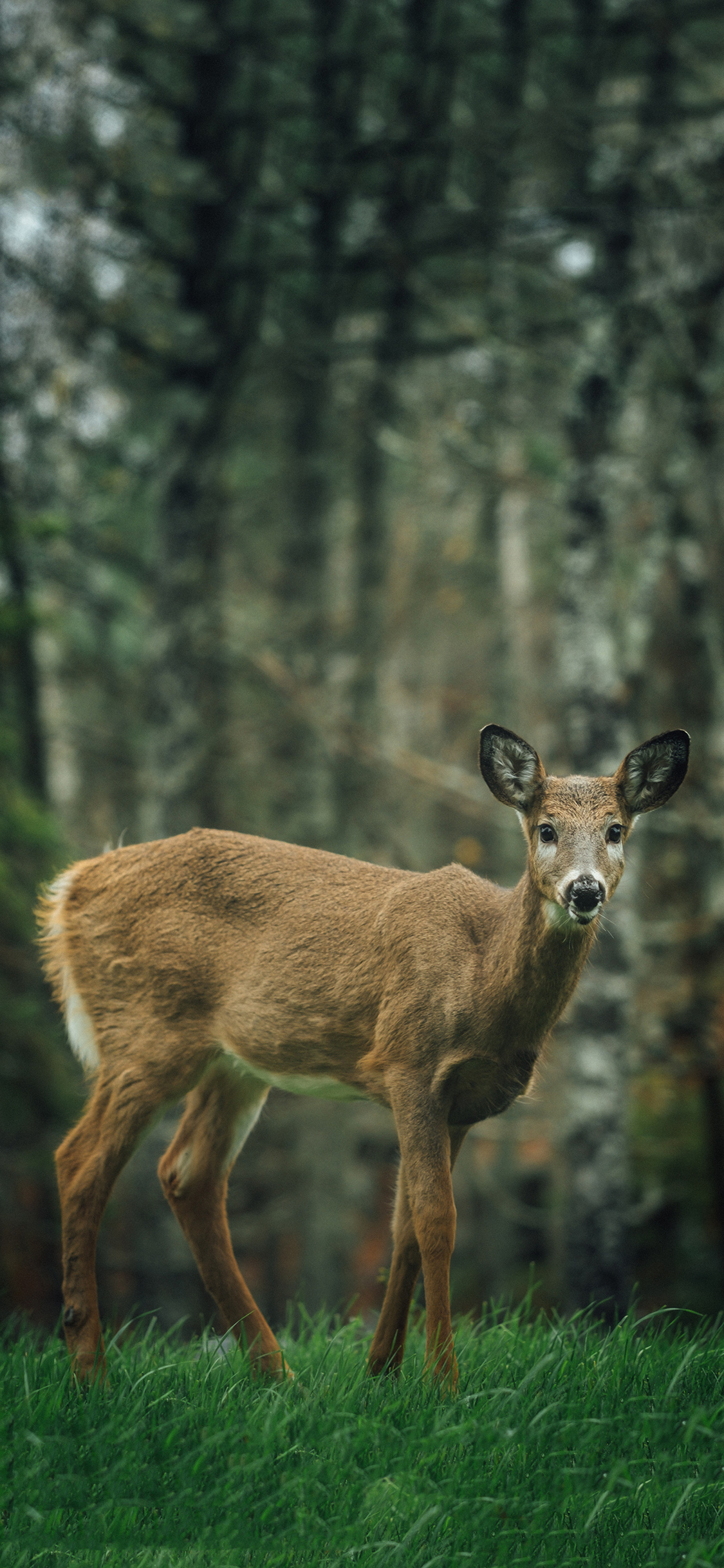 [2436×1125]森林 草地 野生 小鹿 苹果手机壁纸图片
