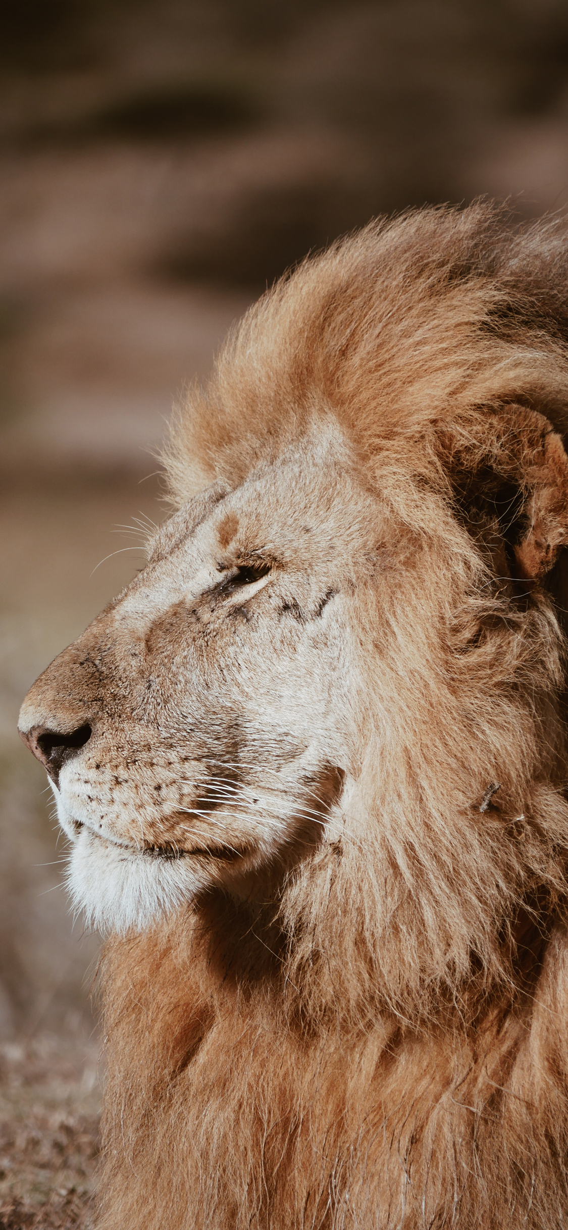 [2436×1125]森林之王 狮子 雄狮 凶猛 苹果手机壁纸图片