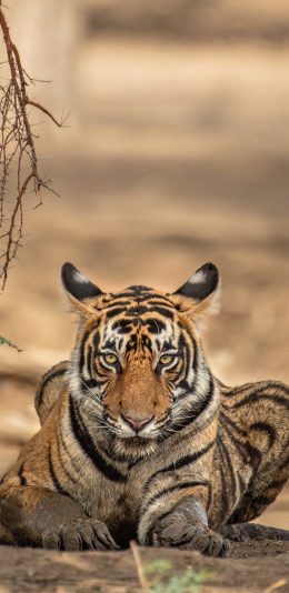 [2436x1125]森林之王 老虎 凶猛 肉食动物 苹果手机壁纸图片