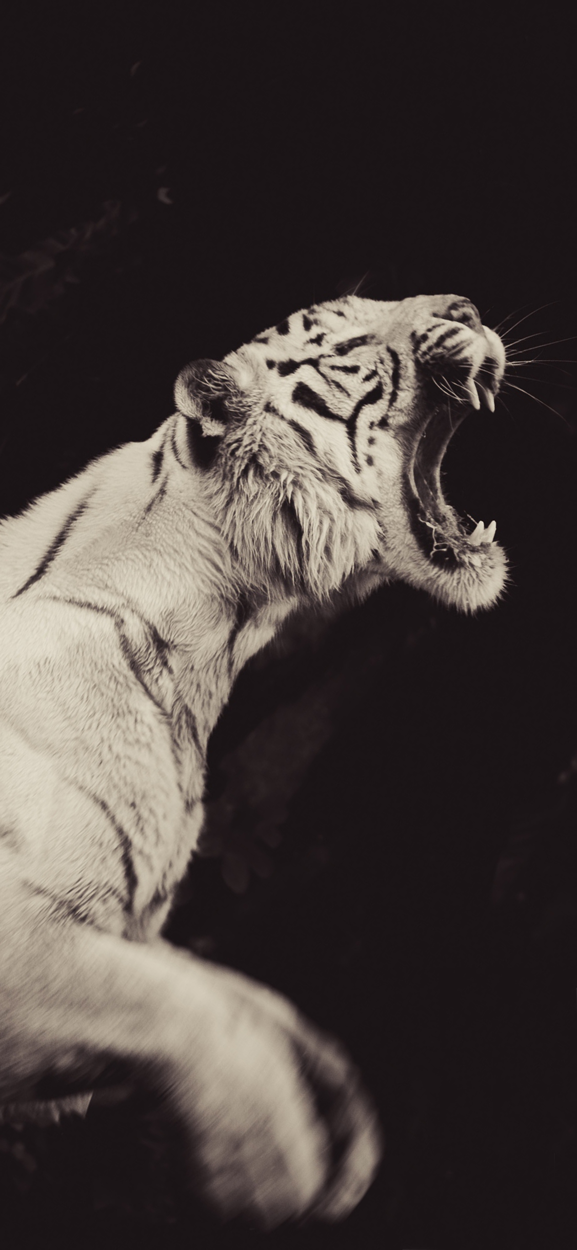 [2436×1125]森林之王 老虎 白虎 凶猛 苹果手机壁纸图片