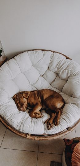 [2436x1125]椅子 宠物 沙皮狗 睡觉 苹果手机壁纸图片