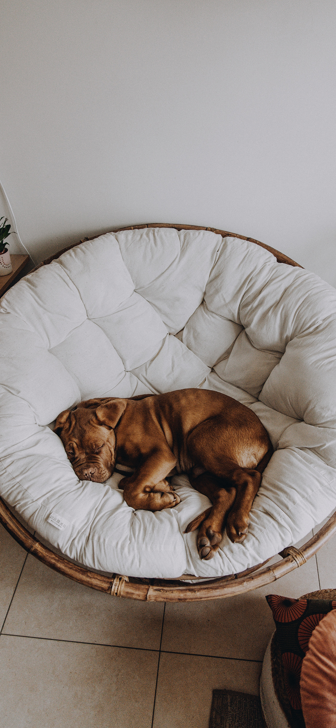 [2436×1125]椅子 宠物 沙皮狗 睡觉 苹果手机壁纸图片