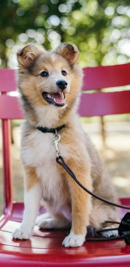 [2436x1125]椅子 宠物狗 遛狗 汪星人 可爱 苹果手机壁纸图片