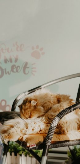 [2436x1125]椅子 猫咪 喵星人 橘猫 睡觉 苹果手机壁纸图片