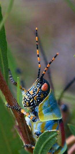 [2436x1125]植株 昆虫 蝗虫 彩色 害虫 苹果手机壁纸图片