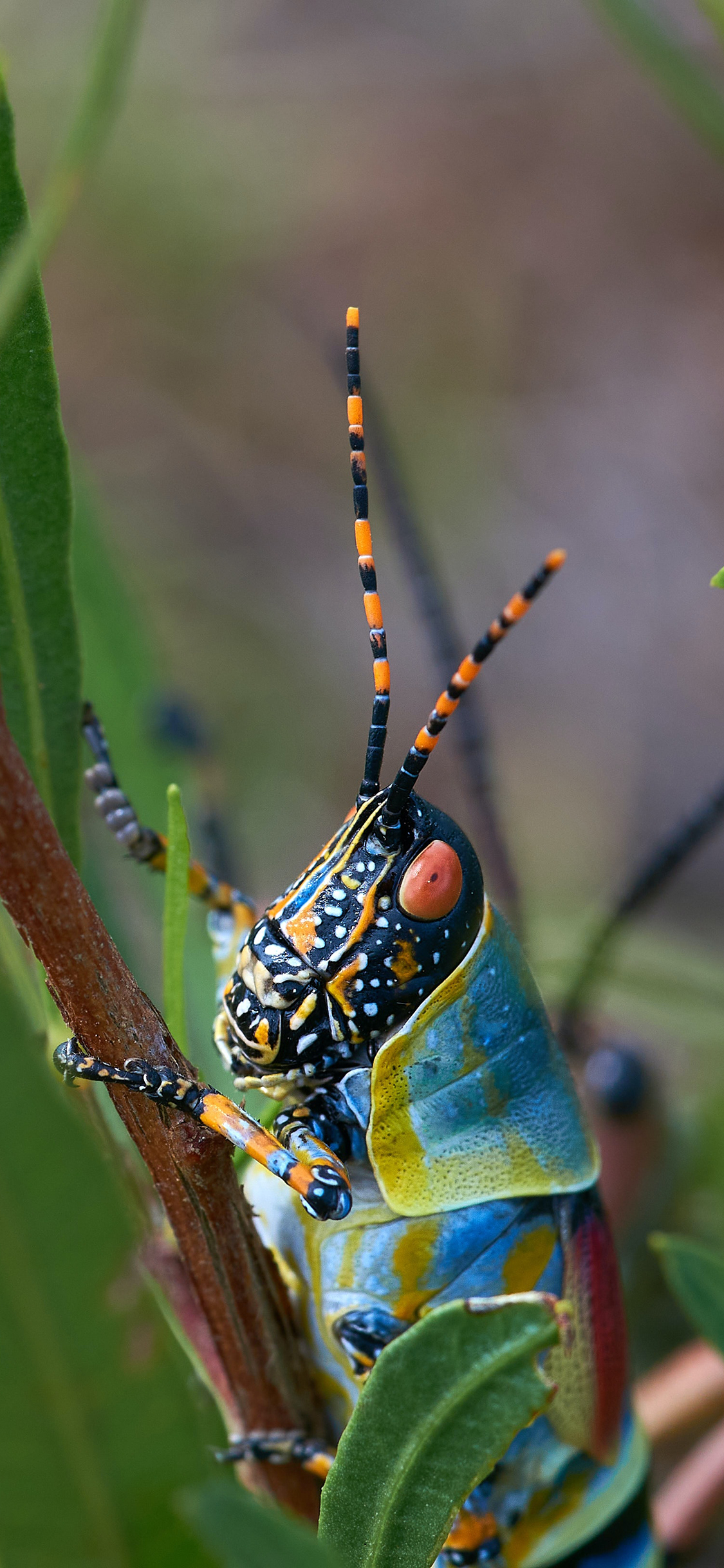 [2436×1125]植株 昆虫 蝗虫 彩色 害虫 苹果手机壁纸图片