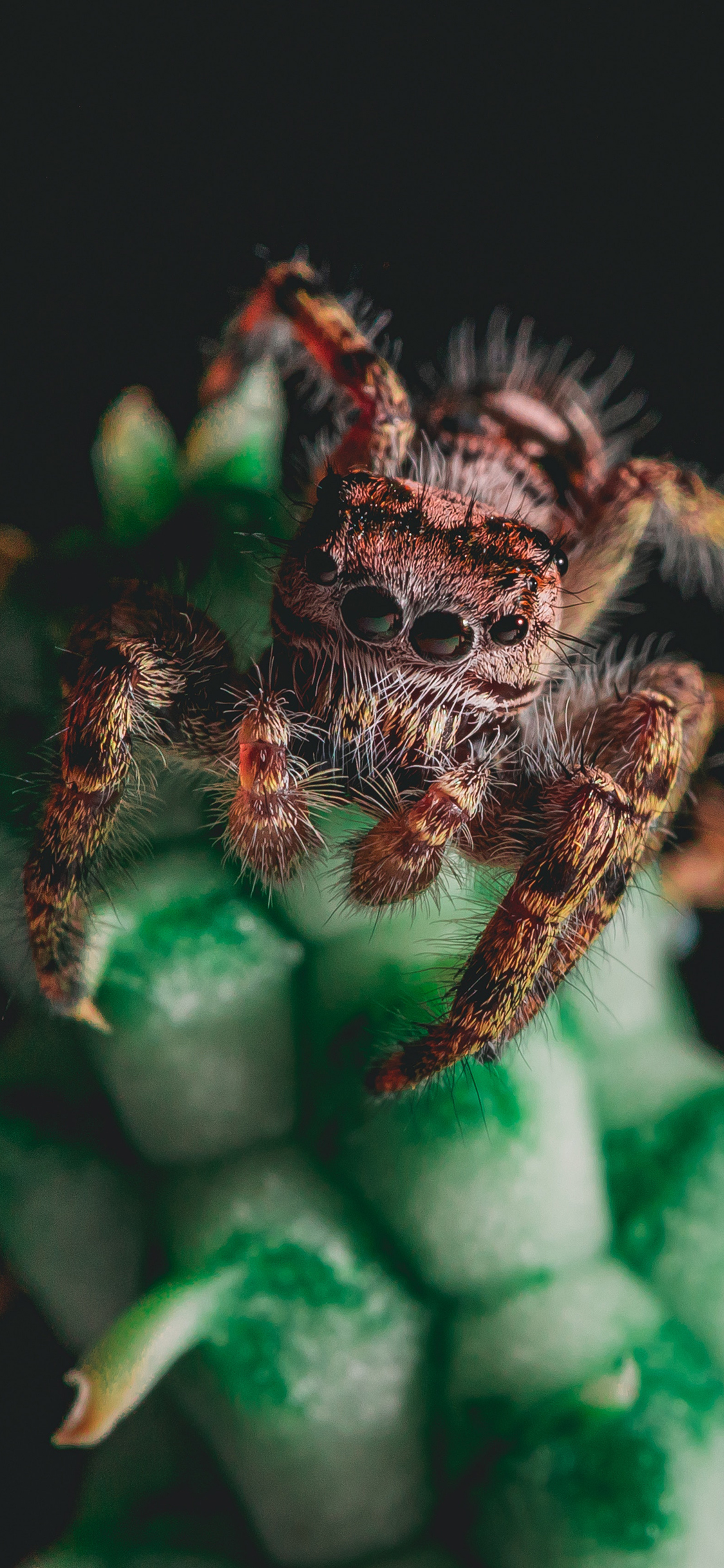 [2436×1125]植株 绿植 昆虫 蜘蛛 苹果手机壁纸图片