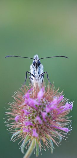 [2436x1125]植株 蒲公英 粉色 昆虫 苹果手机壁纸图片