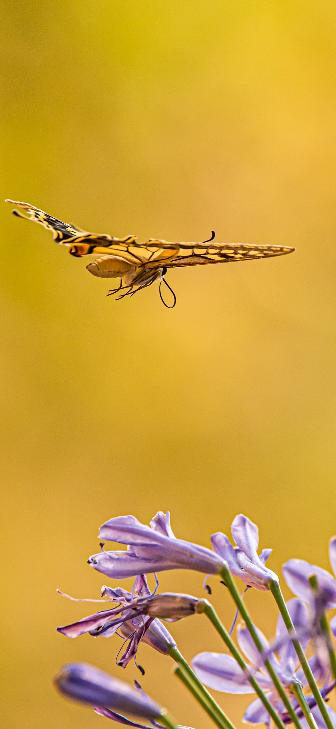 [2436×1125]植株 鲜花 紫色 昆虫 蝴蝶 苹果手机壁纸图片