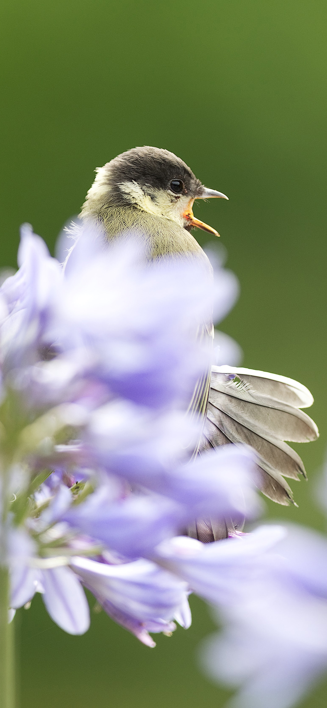 [2436×1125]植株 鲜花 紫色 雀鸟 苹果手机壁纸图片