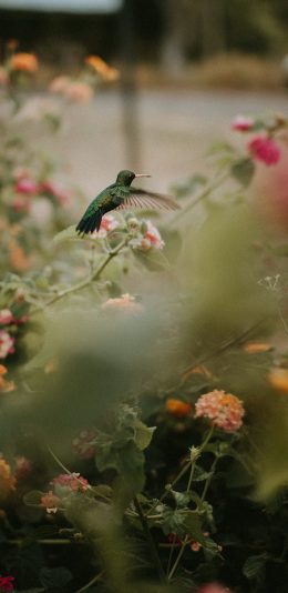[2436x1125]植株 鲜花 飞鸟 蜂鸟 苹果手机壁纸图片
