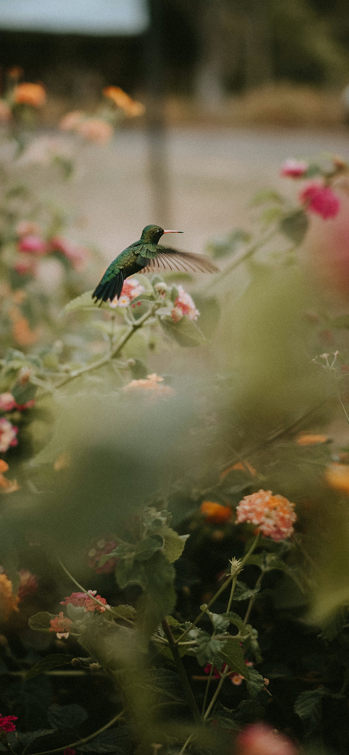 [2436×1125]植株 鲜花 飞鸟 蜂鸟 苹果手机壁纸图片