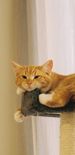 [2436x1125]橘猫 喵星人 宠物 慵懒 苹果手机壁纸图片