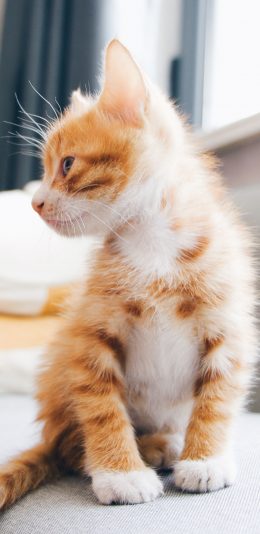 [2436x1125]橘猫 奶猫 喵星人 宠物 苹果手机壁纸图片