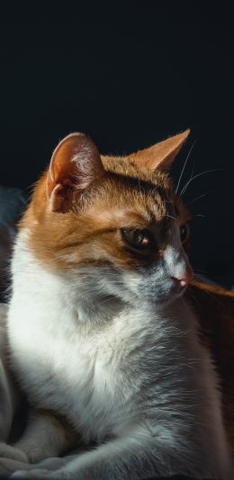[2436x1125]橘猫 宠物 侧颜 猫咪 苹果手机壁纸图片