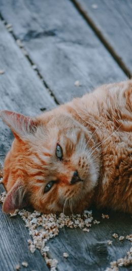 [2436x1125]橘猫 宠物 猫咪 小花 木板 苹果手机壁纸图片