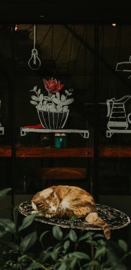 [2436x1125]橘猫 宠物 肥猫 猫咪 苹果手机壁纸图片