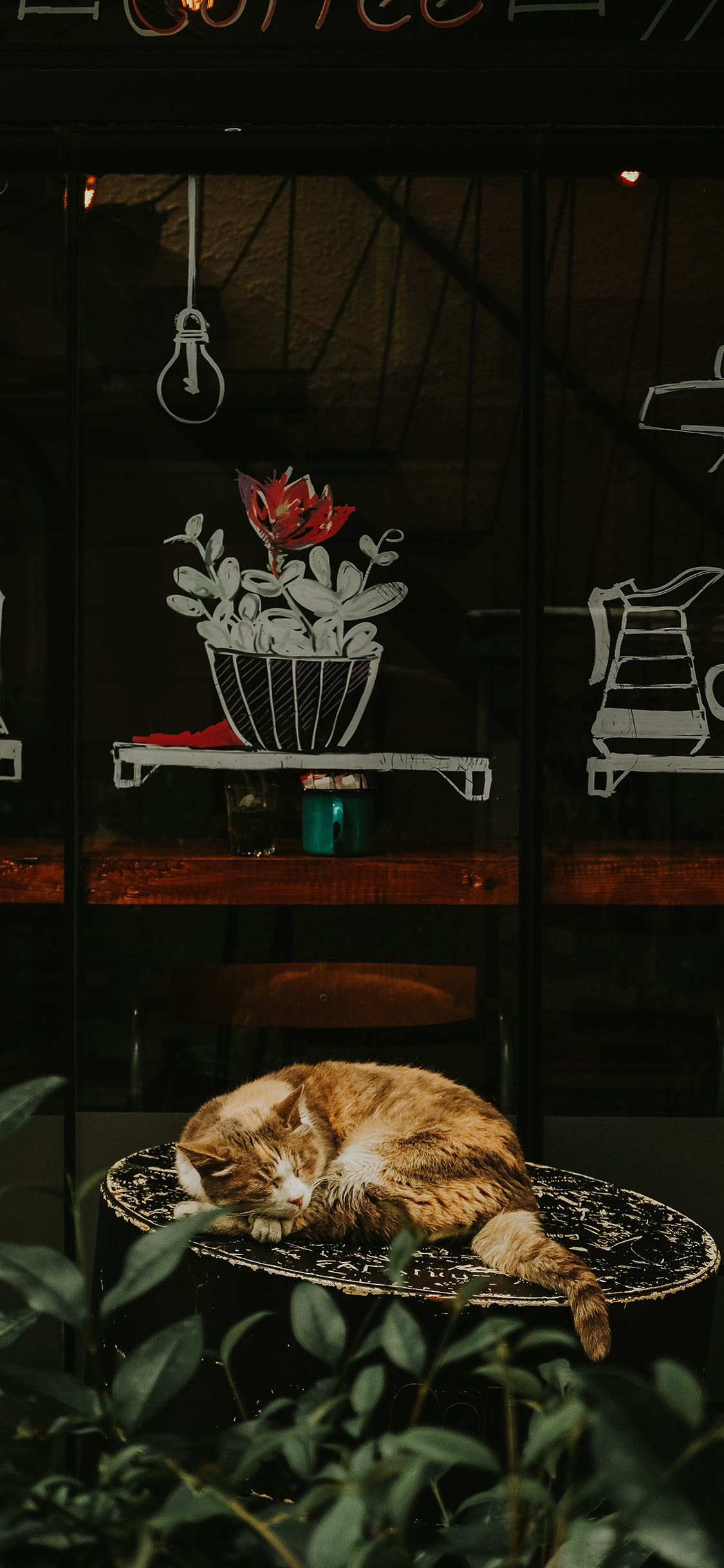 [2436×1125]橘猫 宠物 肥猫 猫咪 苹果手机壁纸图片