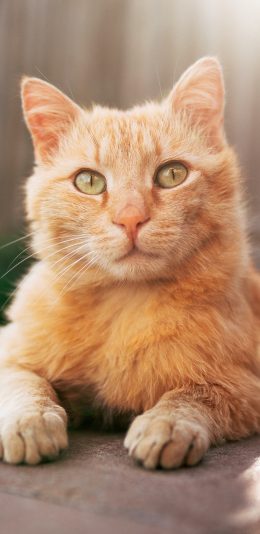 [2436x1125]橘猫 宠物 肥猫 猫咪 宠物 苹果手机壁纸图片