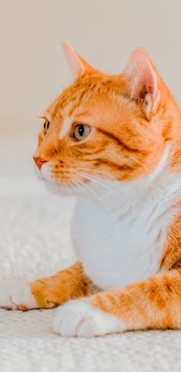[2436x1125]橘猫 宠物 肥猫 肥胖 苹果手机壁纸图片