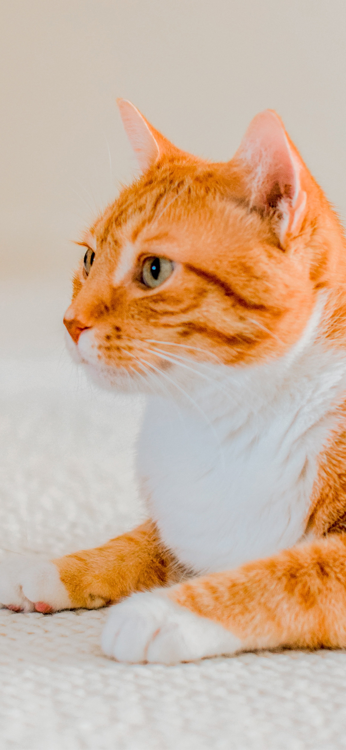 [2436×1125]橘猫 宠物 肥猫 肥胖 苹果手机壁纸图片