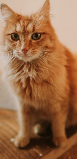 [2436x1125]橘猫 皮毛 宠物 猫咪 苹果手机壁纸图片