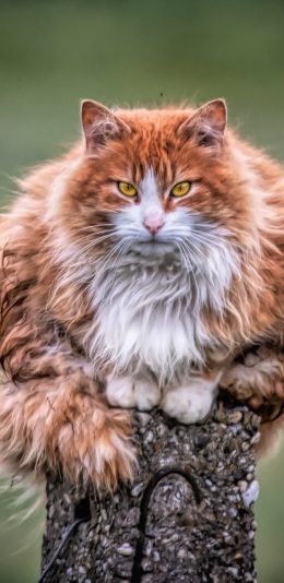 [2436x1125]橘猫 肥胖 皮毛 宠物 猫咪 苹果手机壁纸图片