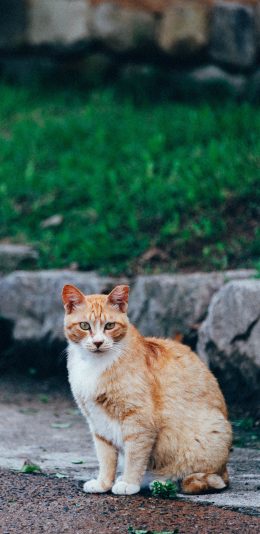 [2436x1125]橘猫 花猫 肥猫 宠物 苹果手机壁纸图片