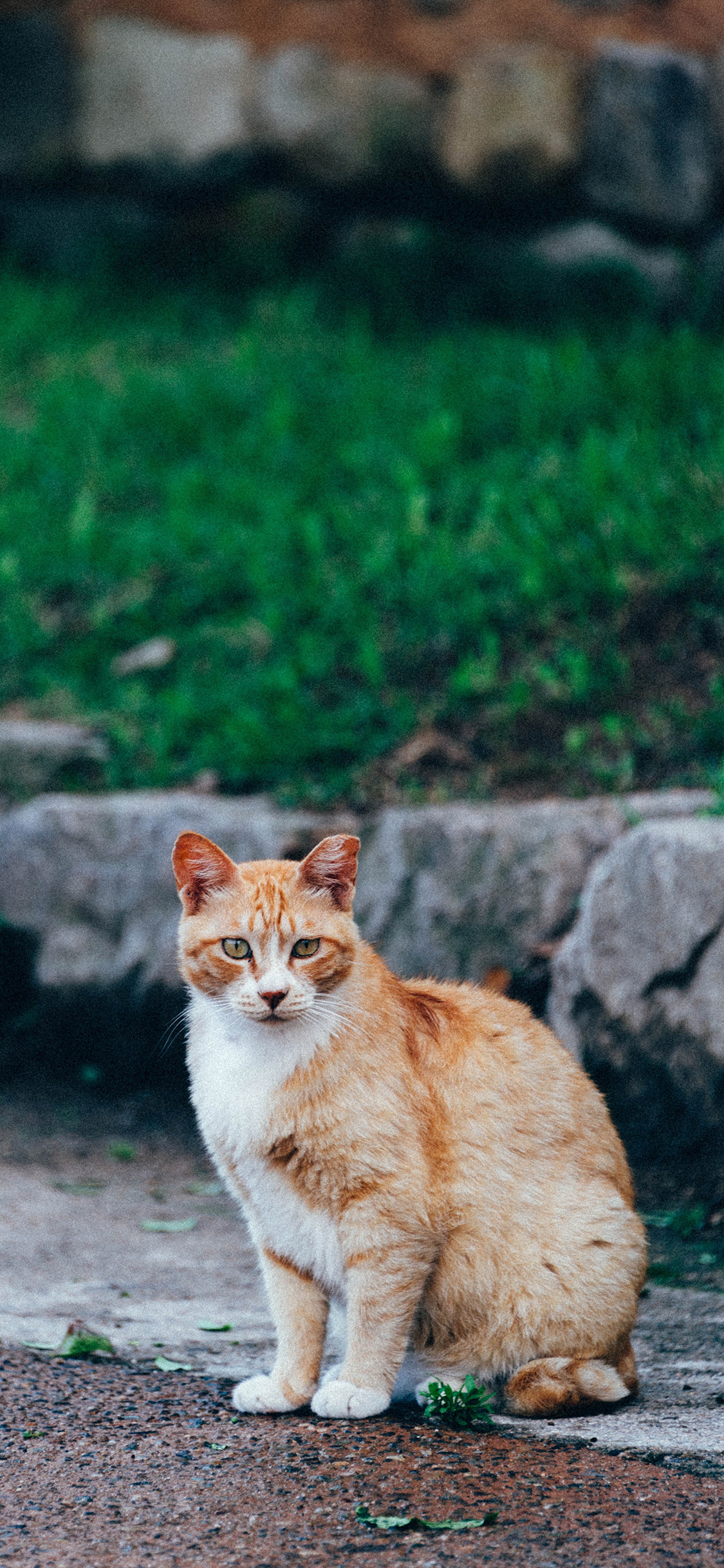 [2436×1125]橘猫 花猫 肥猫 宠物 苹果手机壁纸图片