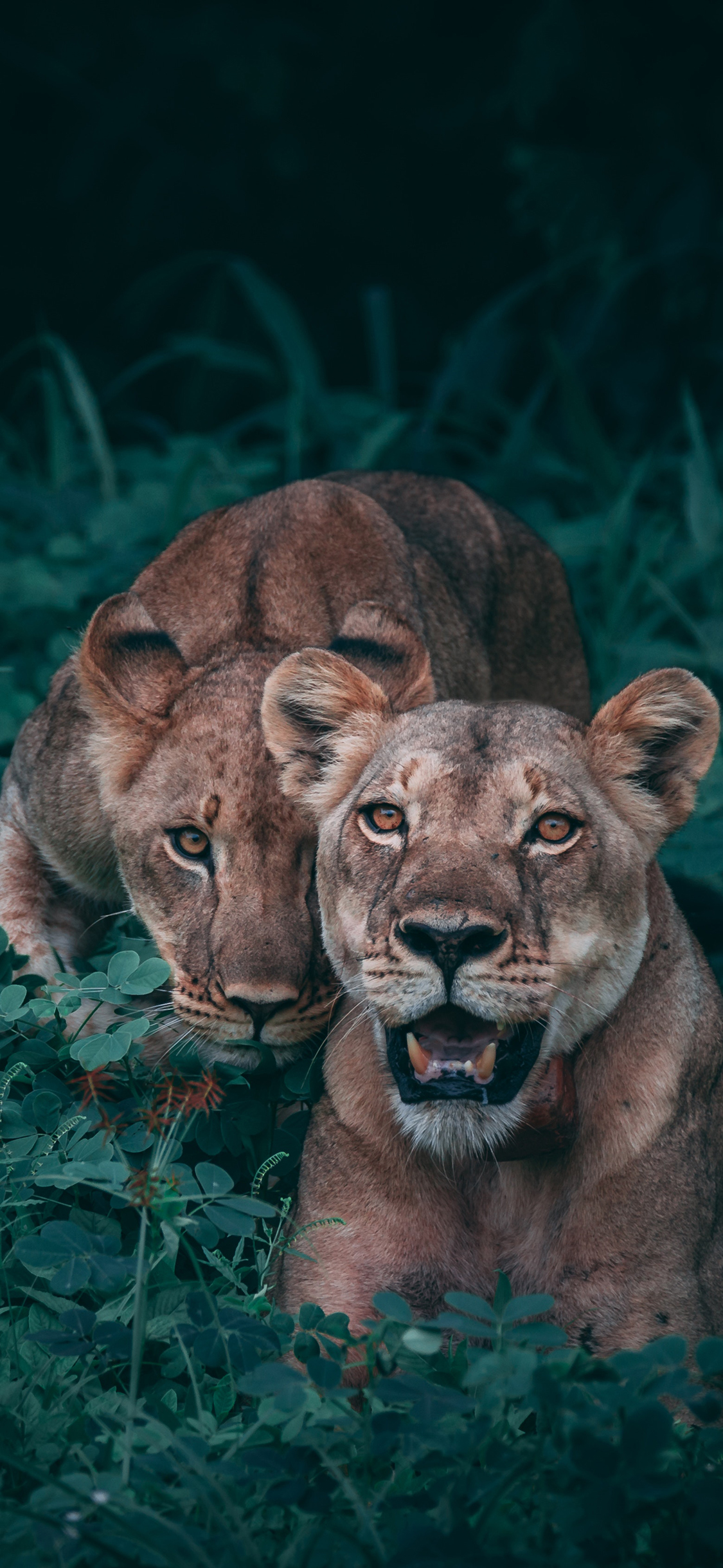 [2436×1125]母狮 动物 狮子 凶猛 苹果手机壁纸图片