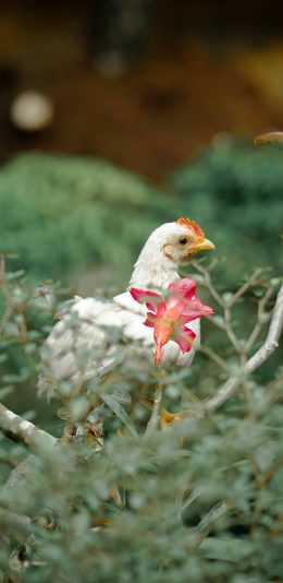 [2436x1125]母鸡 走地鸡 草地 牲畜 苹果手机壁纸图片