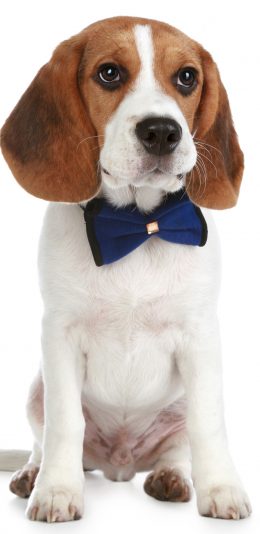 [2436x1125]比格犬 狗狗 汪星人 宠物 可爱 领结 苹果手机壁纸图片