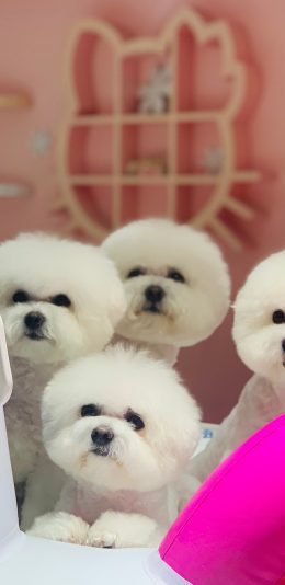 [2436x1125]比熊 宠物 狗 可爱 苹果手机壁纸图片