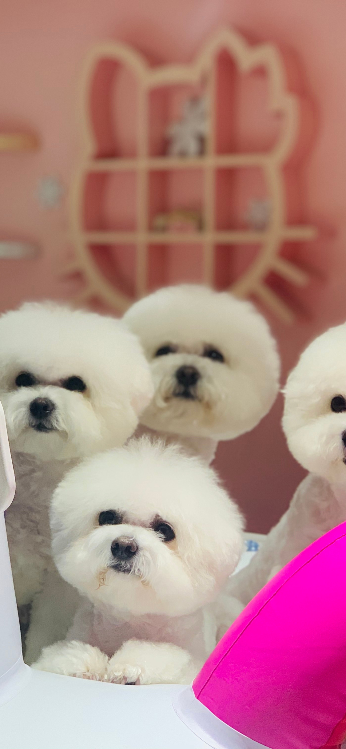 [2436×1125]比熊 宠物 狗 可爱 苹果手机壁纸图片