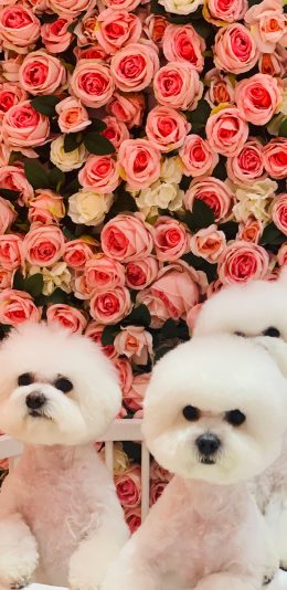 [2436x1125]比熊 花墙 宠物 围墙 苹果手机壁纸图片