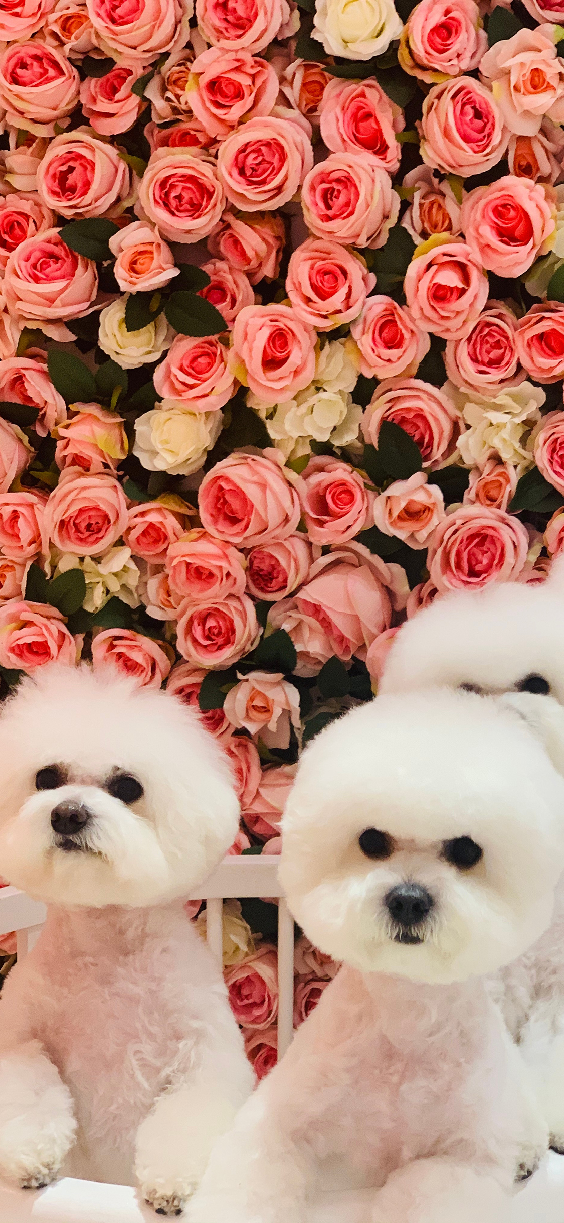 [2436×1125]比熊 花墙 宠物 围墙 苹果手机壁纸图片