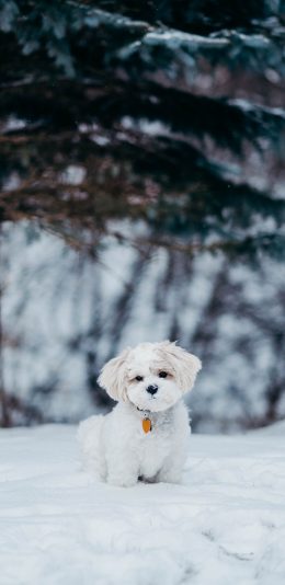 [2436x1125]比熊犬 宠物 小狗 雪地 苹果手机壁纸图片