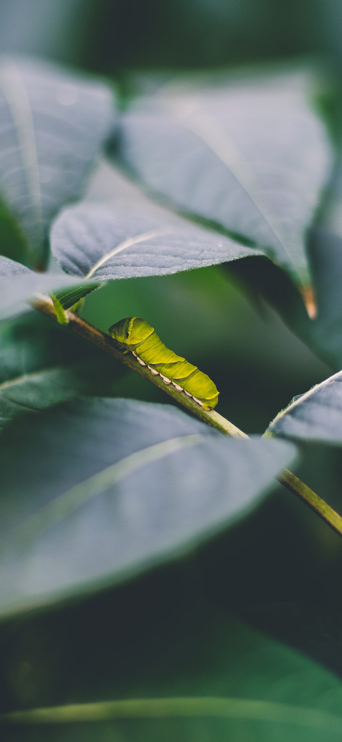 [2436×1125]毛毛虫 爬行 枝叶 害虫 苹果手机壁纸图片