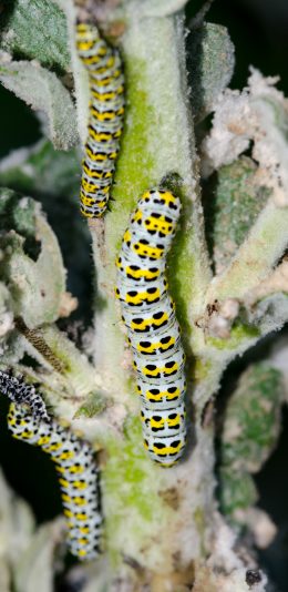 [2436x1125]毛毛虫 绿植 爬行 啃食 苹果手机壁纸图片