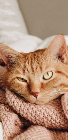 [2436x1125]毛毯 喵星人 橘猫 猫咪 苹果手机壁纸图片