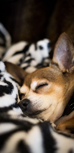 [2436x1125]毛毯 宠物 休憩 睡眠 狗 苹果手机壁纸图片