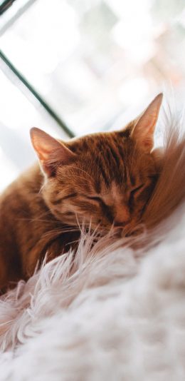 [2436x1125]毛毯 宠物 猫咪 橘猫 苹果手机壁纸图片